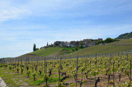 Route du Vignoble de La Côte