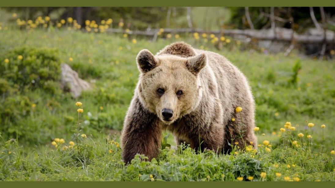 Exposition anniversaire – QUATRE PATTES en Suisse