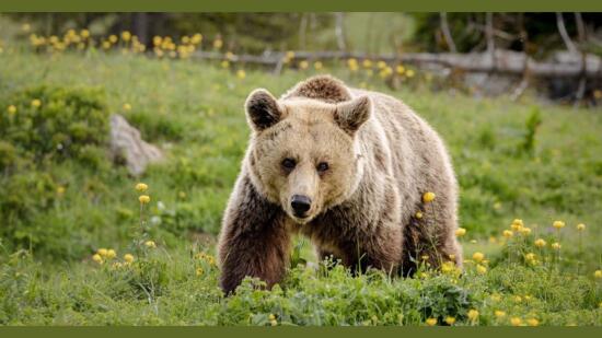 Exposition anniversaire – QUATRE PATTES en Suisse