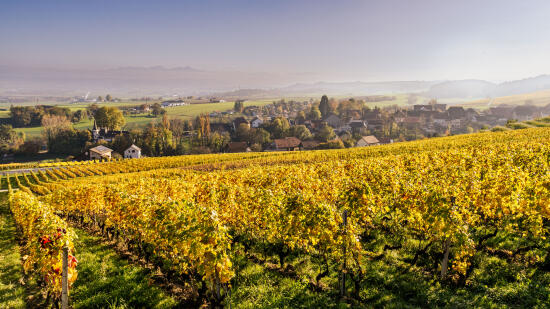 VIgnoble entre Rances et Valeyres-sous-Rances