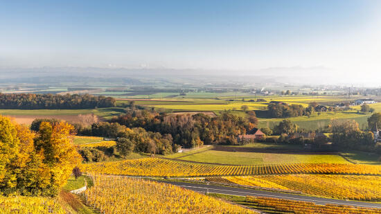 Vignoble entre Rances et Valeyres-sous-Rances