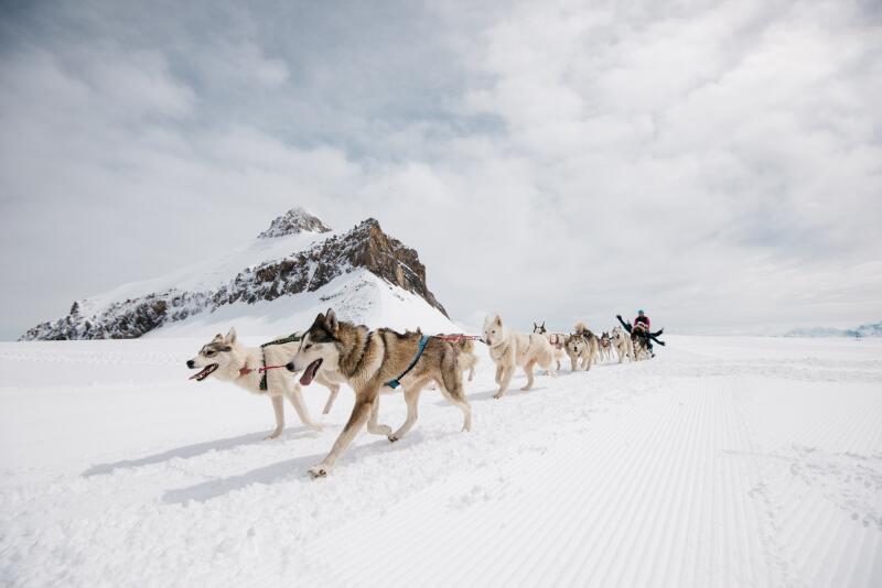 Glacier 3000 - Chien de traineau - Hiver