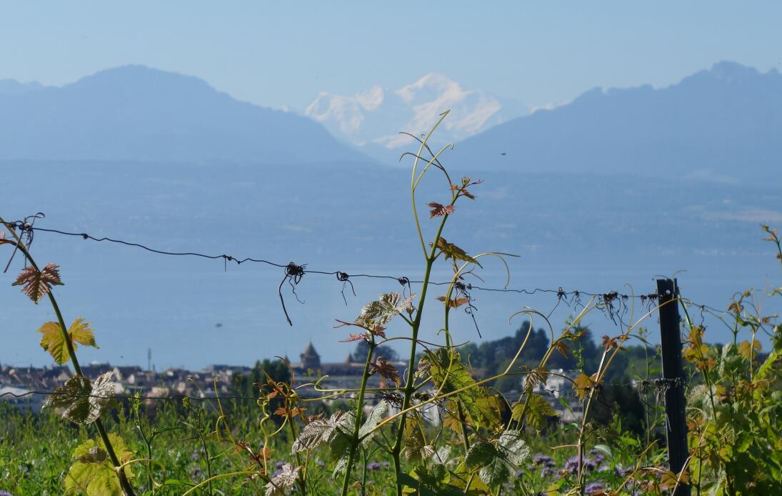 Le Domaine de la Ville de Morges