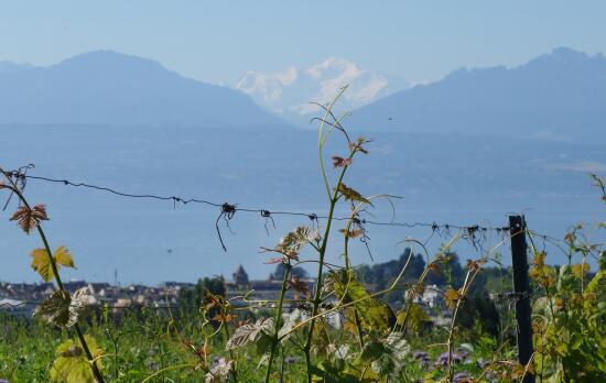 Le Domaine de la Ville de Morges