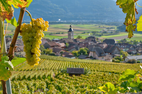 Le vignoble d'Ollon