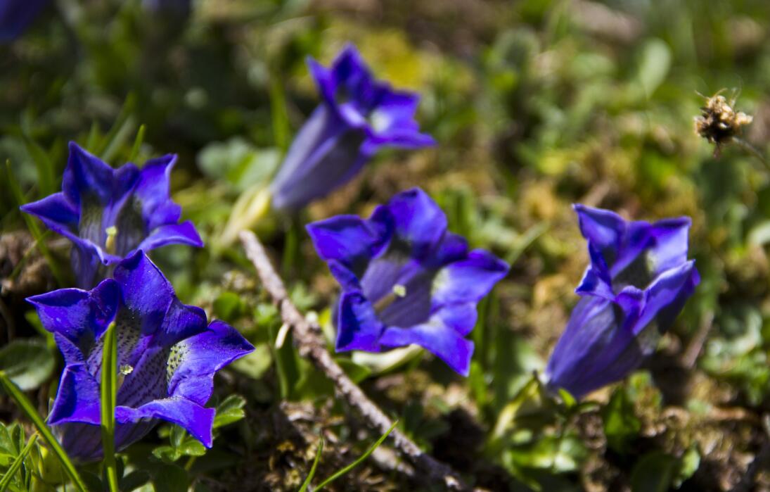 "Les Tussillages" Alpengarten