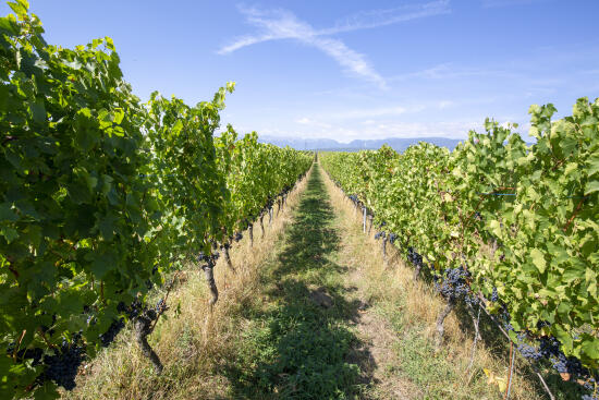 Cave de La Charrue - Commugny