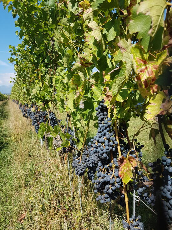 Cave de La Charrue - Commugny