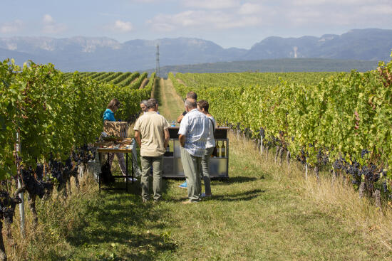 Cave de La Charrue - Commugny