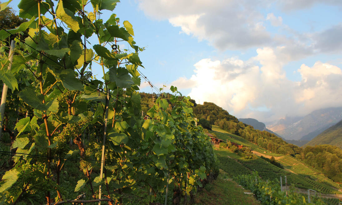 Société Vinicole de Bex