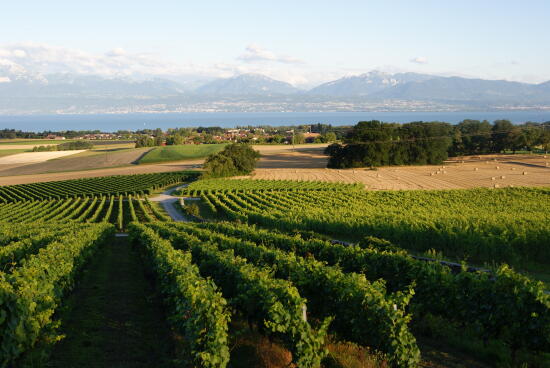 Cave du Château de Denens