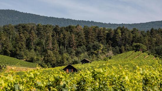 Vignobles Bonvillars AOC