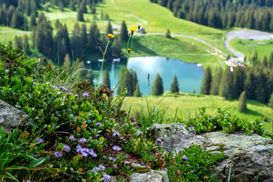 Vue du Lac Retaud aux Diablerets en été