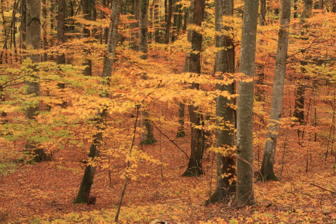 Le Bois de Chênes