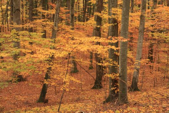 Bois de Chênes