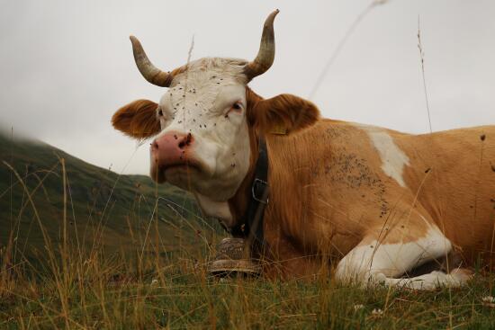 Alpage du Chalet Vieux
