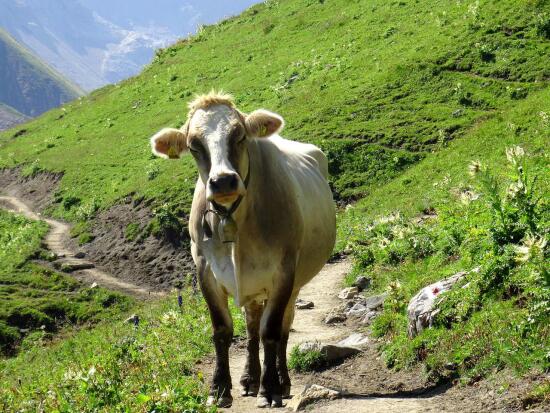 Une vache dans un pâturage
