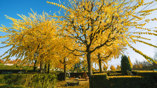 Cimetière du Bois-de-Vaux