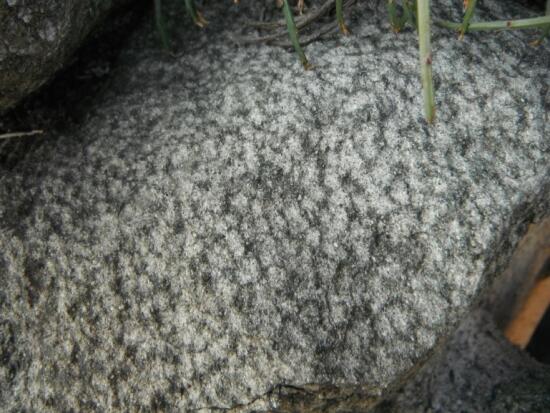 Taveyanne Sandstones