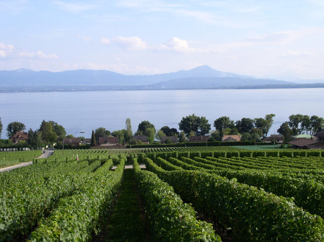 Gastronomie dans la région de Morges