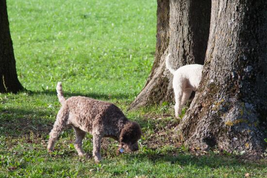 Truffe sauvage : une balade d’approche en forêt