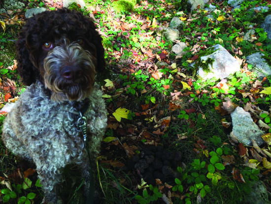 Truffe sauvage : une balade d’approche en forêt