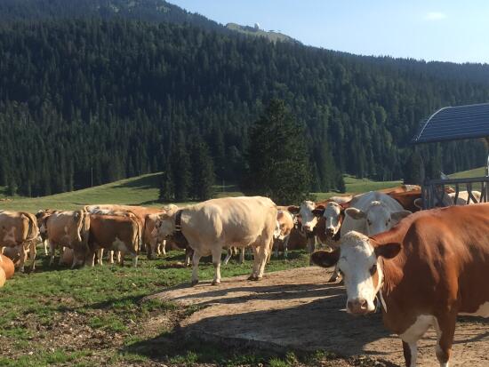 Chalet d'alpage de La Givrine