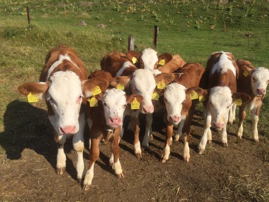 Chalet d'alpage la Baronne