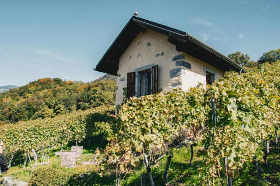 Guided walk through Pierre and Michel Anex's vineyard