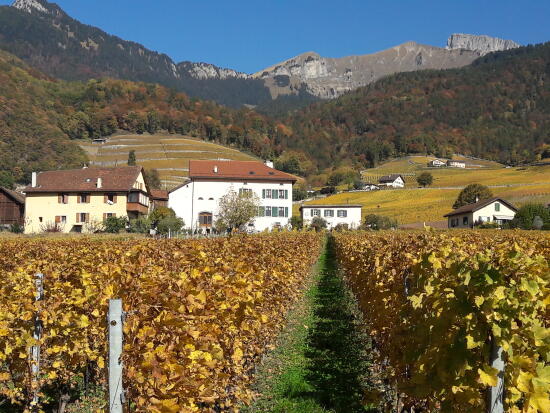 Domaine Dillet