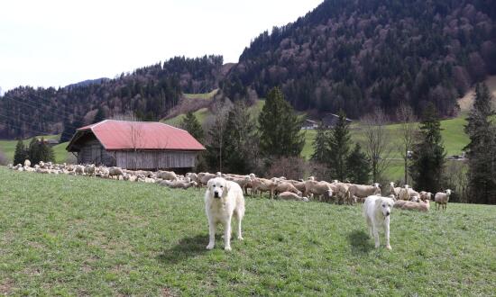 Le Sapalet - ferme- printemps - PERET - Rossinière