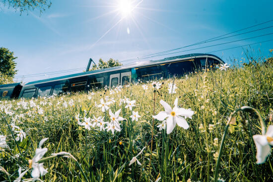 Train Vevey - les Pléiades