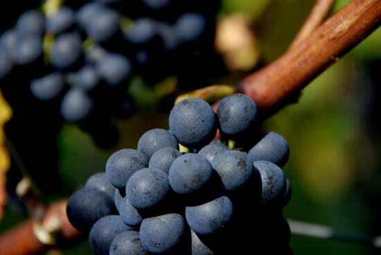 Dégustations estivales