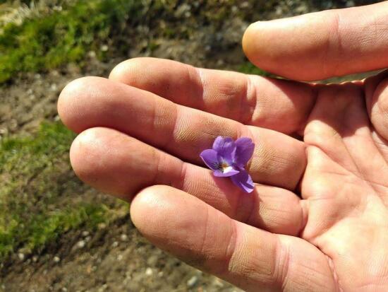 Petite balade découverte des plantes sauvages comestibles