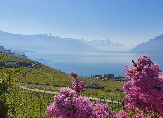 Domaine Bovy, Chexbres (1)