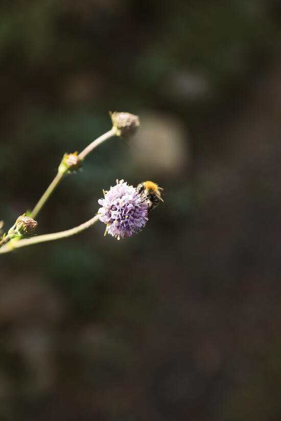 Jardin Alpin Les Tussilages aux Diablerets