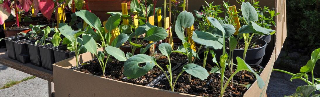 À vos plantons ! – Échange convivial au Potag’Oex
