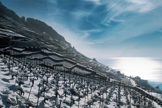 UNESCO-Weinterrassen von Lavaux