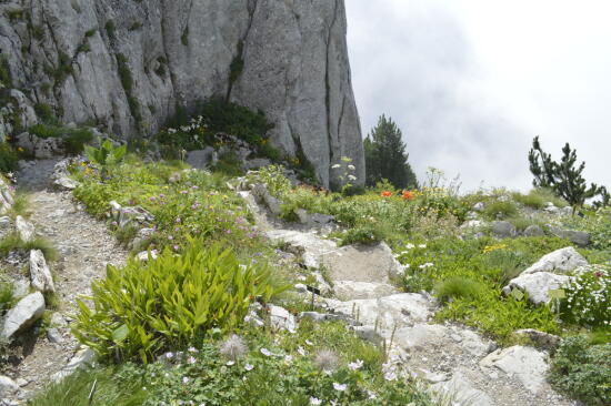 Rambertia - Jardin Alpin