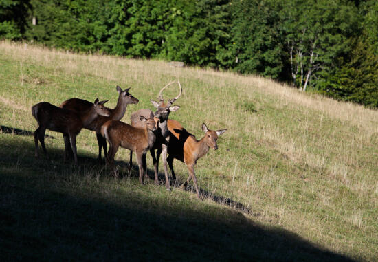 Parc à biches - été - Leysin