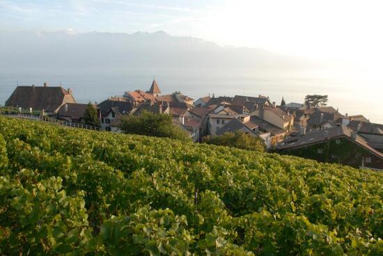 Cave Joly - Découverte de cave & dégustation de vins