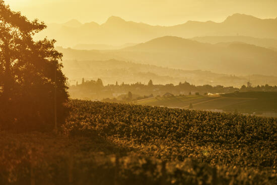 Pass Wine Tasting