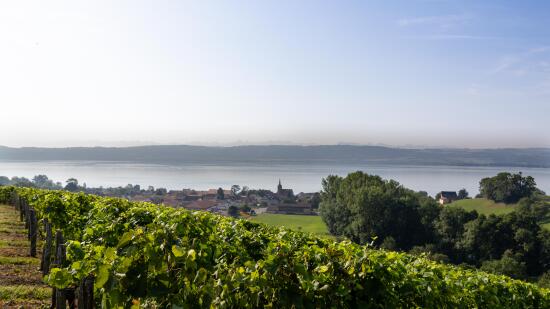 View on Concise